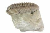 , D Flexicalymene Trilobite - Ohio #68588-1